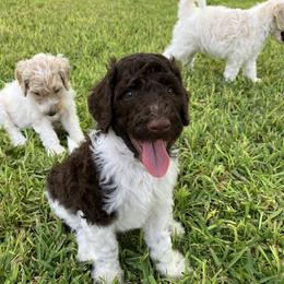 Goldendoodle Puppies from Mesquite Kennels