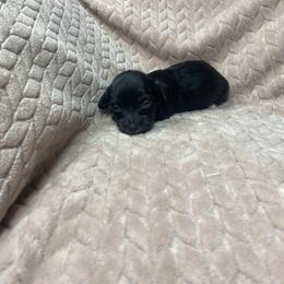 Maren - Brindle female Dachshund puppy in Richmond, Virginia from Paw Prints