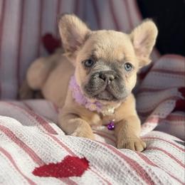 Kia - Blue fawn female French Bulldog puppy in Hemet, California from Bowman Pups