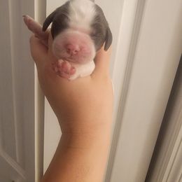 Girl 1 - Liver and white female Brittany puppy in Rhoadesville, Virginia from HOMESCHOOLED BRITTANYS LLC