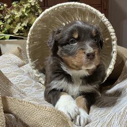 Rosalee(has tail) - Red tri-color female Australian Shepherd puppy in Butler, Georgia from Aussies at Howling Hill Farm
