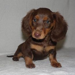 Dachshund Puppies from Cranberry Dachshunds