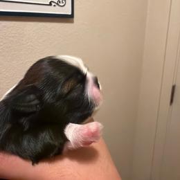 Boy 1 - Black and white male Shih Tzu puppy in Live Oak, California from Irma's Shih Tzus