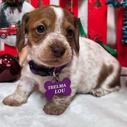 Thelma Lou - Red female Dachshund puppy in Blair, Oklahoma from North Fork Doxies-Okla