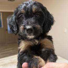 Viola - female Golden Mountain Doodle puppy in Sarasota, Florida from Doodle Lovin
