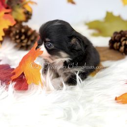 Ronnie - Black and white female Chihuahua puppy in Anderson, South Carolina from Lil Treasures Chihuahuas