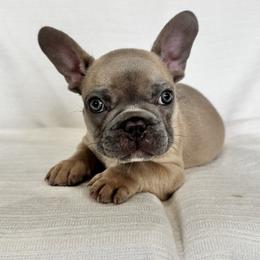 Boy 3 - Blue fawn male French Bulldog puppy in Walnut, California from Flores Frenchies