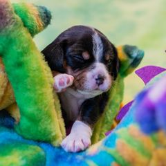Lindy Hop - Sporty Mix puppy in Burnsville, Minnesota from Puzzle Dogs