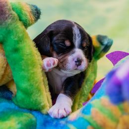 Lindy Hop - Sporty Mix puppy in Burnsville, Minnesota from Puzzle Dogs