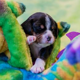 Lindy Hop - Sporty Mix puppy in Burnsville, Minnesota from Puzzle Dogs