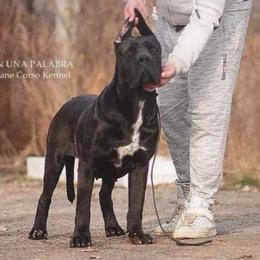 Sonia - Cane Corso