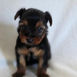 Lilo's girl 1 - Black and tan female Yorkshire Terrier puppy in Aiken, South Carolina from Sio's Yorkies