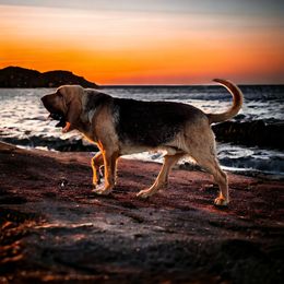 Pascal - Bloodhound