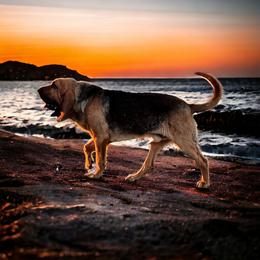 Pascal - Bloodhound
