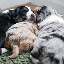 Australian Shepherd puppies from NewFound Lake Aussies