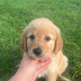 Orange - Dark golden male Golden Retriever puppy in Princeton, Minnesota from North Country Goldens