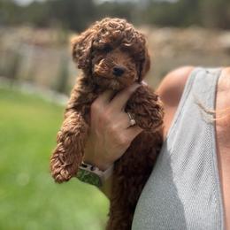 Rooster - Red  male Poodle puppy in Cedar City, Utah from Pearson's Poodles