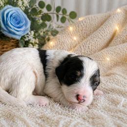 Remy - Tri-color male Bernedoodle puppy in Myrtle Beach, South Carolina from Colorful-K9'S