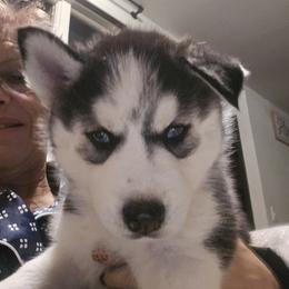 DJ - Black and white male Siberian Husky puppy in Great Falls, Montana from MT Kennel