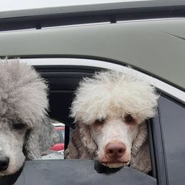 Poodles from Standard Poodles of Eason Farm