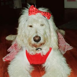 Brandi - Goldendoodle