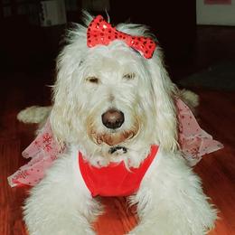 Brandi - Goldendoodle
