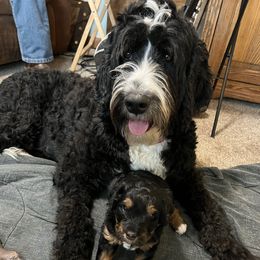 Sako - Bernedoodle
