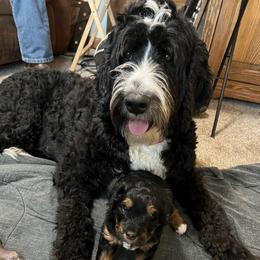 Sako - Bernedoodle