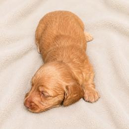 Flo - Red female Dachshund puppy in Indiantown, Florida from Turquoise River Minature Dachshunds