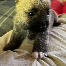 Cairn Terrier Puppies from Shining Waters Farm