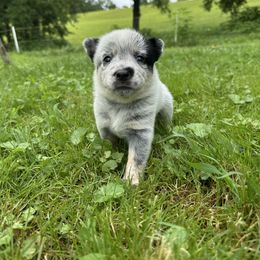 Piper - Blue female Australian Cattle Dog puppy in Olive Hill, Kentucky from Tompkins Farm