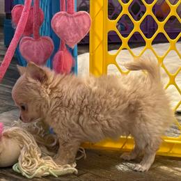 Nelson 5,000 - Cream male Chihuahua puppy in Summerfield, Florida from Uey’s Chihuahuas