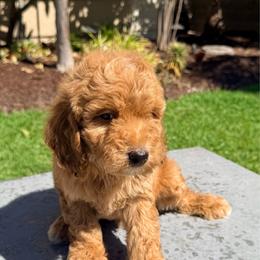 Boy 2 - Apricot male Goldendoodle puppy in San Diego, California from Goldendoodles & Poodles of San Diego