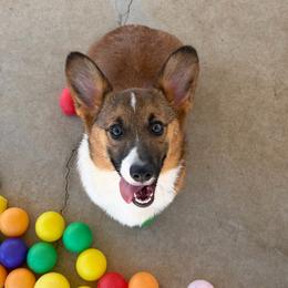 Girl 7 - Sable female Pembroke Welsh Corgi puppy in Surprise, Arizona from Ruff and Rowdy Corgis