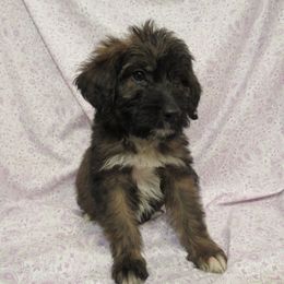 Aussiedoodle, Australian Shepherd, and Poodle Puppies from Kay Kay's Pupper Patch