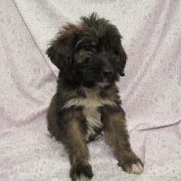 Aussiedoodle, Australian Shepherd, and Poodle Puppies from Kay Kay's Pupper Patch