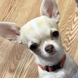 Ruby - Chihuahua