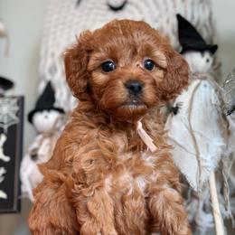 Pink - Red  female Goldendoodle puppy in Hesperia, Michigan from Red Acres Poodles & Doodles