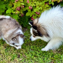 Blue - Pomsky