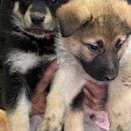 German Shepherd Puppies from GS Fancy