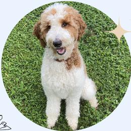 Kira - Goldendoodle