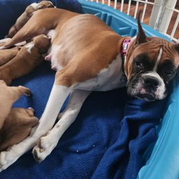 Show girl - Fawn female Boxer puppy in Toledo, Ohio from Julie Wilmore Olympic Boxers