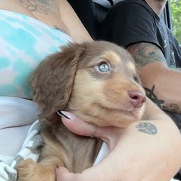 Basset Hound and Dachshund Puppies from The Gorman Hounds