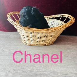 Chanel - Black and white female Bernedoodle puppy in Battle Creek, Michigan from T-Rose’s Bernedoodle & Pomsky Puppies