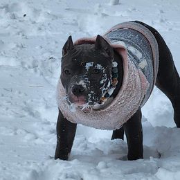 American Bully Puppies from Night Court Bullies