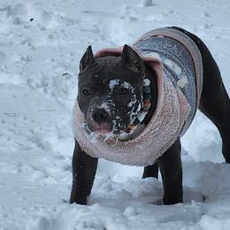American Bully Puppies from Night Court Bullies