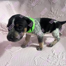 Mini - Blue ticked and tan female Bluetick Coonhound puppy in Mount Pleasant, Texas from Harmons Hounds
