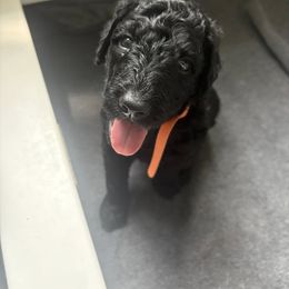 Orange Boy - Black male Poodle puppy in Anna, Texas from Sweet Country Standards