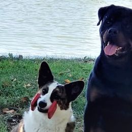 Cardigan Welsh Corgis, Keeshonden, and Rottweilers from KeeRocka Show Dogs