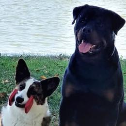 Cardigan Welsh Corgis, Keeshonden, and Rottweilers from KeeRocka Show Dogs